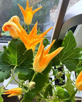 Cuketový květ z květináče Véritable 😍🧡 Skvělý do salátů nebo na chleba s máslem či pomazánkou 🙏 #yummy